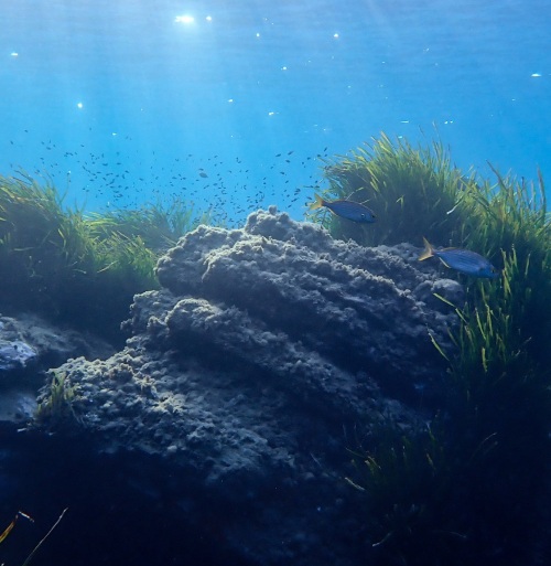 Snorkeling - Bordighera Outdoor Experience